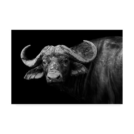 Trademark Fine Art Wildphotoart 'Dark Buffalo' Canvas Art, 30x47 1X09549-C3047GG
